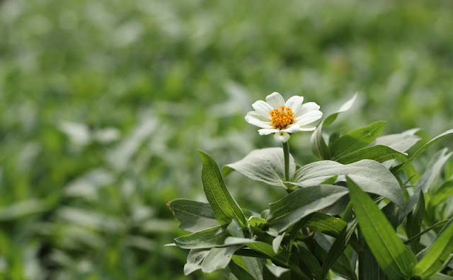 Narrow-Leaf Zinnia Flowers