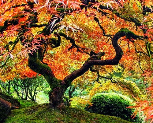Gambar Pohon Indah Wallpaper Pemandangan Alam Cantik 