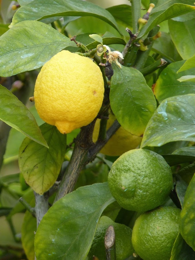 Six magical benefits of lemon