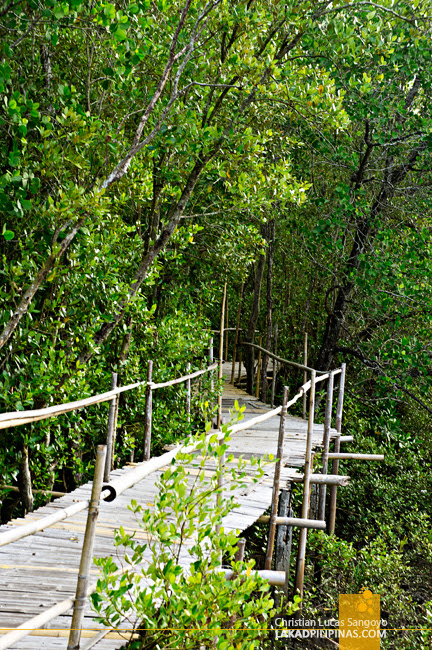 Zigzag Pathway at Kalibo's Bakhawan Eco Park