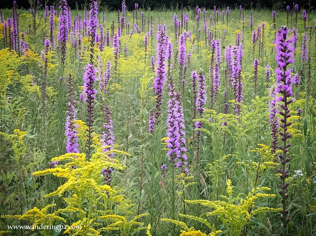 The prairie of Jennings Environmental Education Center in Pennsylvania in late July covered in Blazing star and goldenrod.  