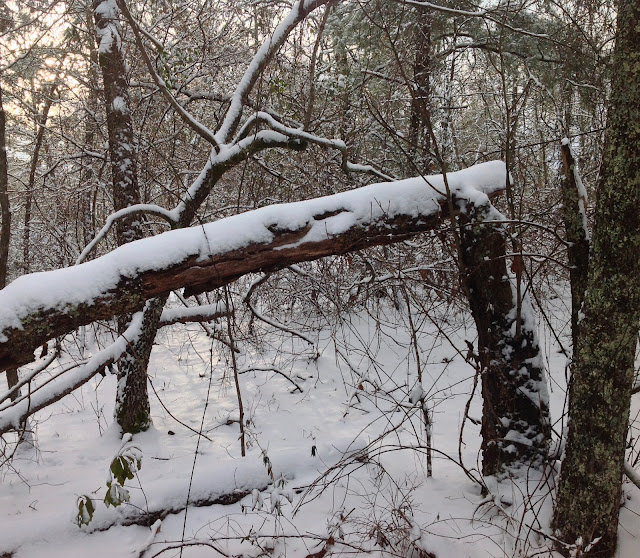 snow, fallen tree, forest, Peach County, Georgia