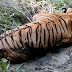 Chitwan National Park, tiger found dead