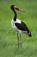 Saddle-billed stork