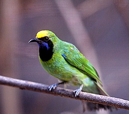 Burung Cucak Ijo Sumatera