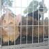 Unidade de Zoonoses de Cabedelo vai realizar mais um Dia D de Castração de felinos