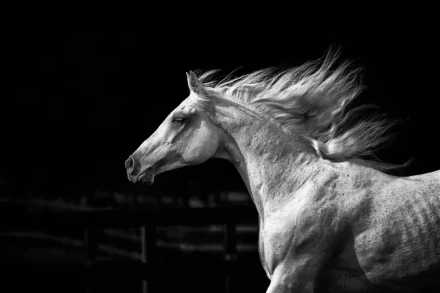 Close up of white horse at night