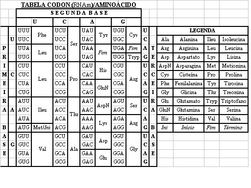 [TABELA+CODON-AMINOÁCIDO.bmp]