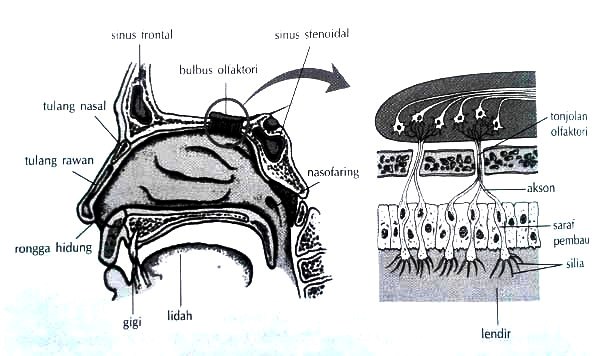 Hidung Manusia (Pengertian, Bagian dan Fungsinya, Penyakit)