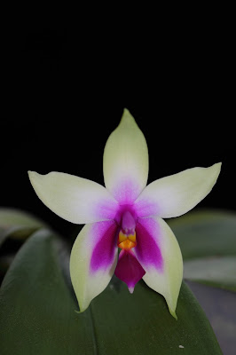 Phalaenopsis bellina