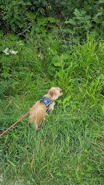 Unser Bronco hatte auch viel Freude an der Wanderung um den Alatsee