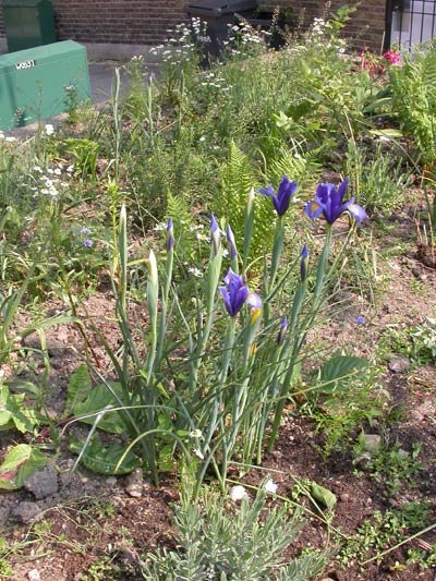 the flowerbed 20 May 2008