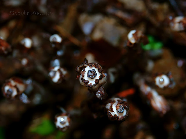 Monotropa uniflora