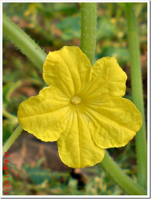 foto bunga ketimun (Cucumis sativus L.) 13