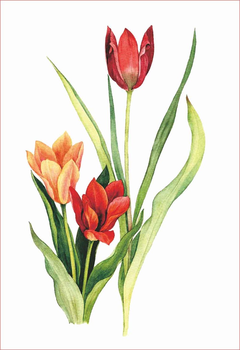 11+ Gambar Bunga Tulip Mudah, Paling Baru!