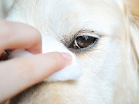 Enfermedades De Los Ojos En Perros Fotos