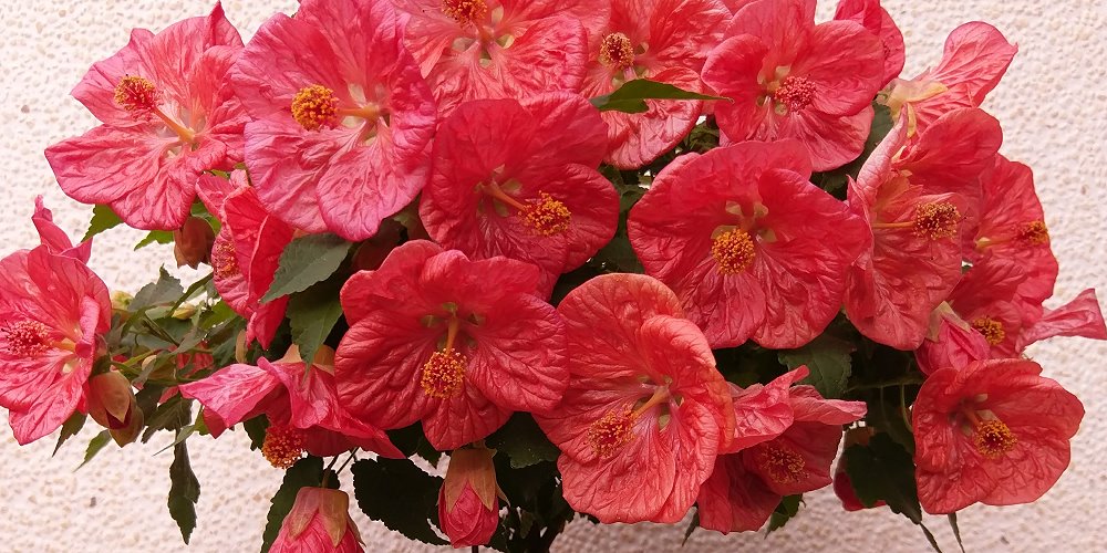 19 園藝部落格 Igarden 花寶愛花園園藝文摘plus 19 園藝部落格 Igarden 花寶愛花園園藝文摘plus