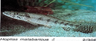Hoplias Malabaricus