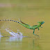 Mengenal Kadal Basilisk yang Bisa Berjalan di Atas Air