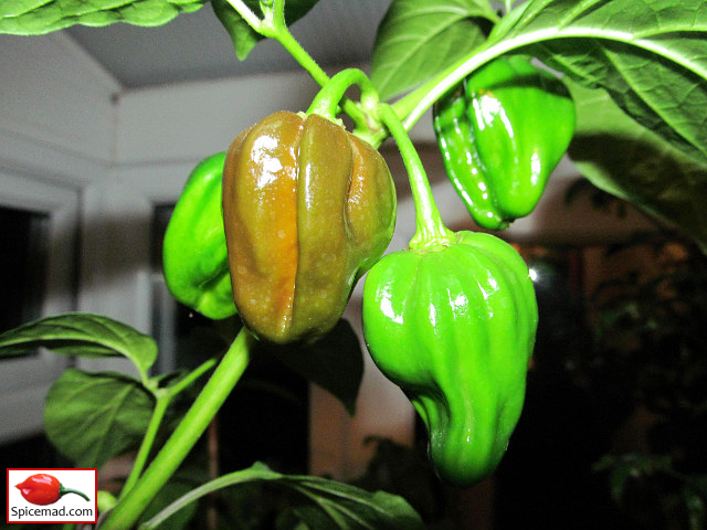 Chocolate Habanero - 2nd September 2023