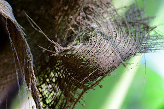 closeup of coconut palm tree fiber