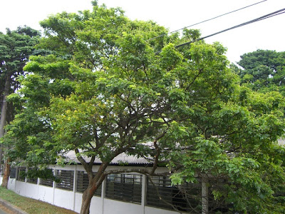 Pau de Brasil Caesalpinia echinata