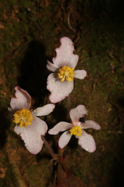 Begonia balansaeana