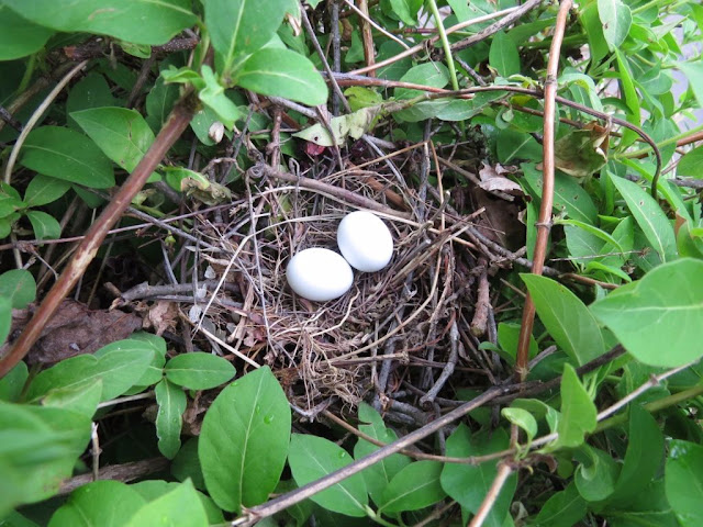 Dove Bird Nest