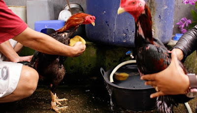 Cara Memandikan Ayam Yang Baik dan Benar