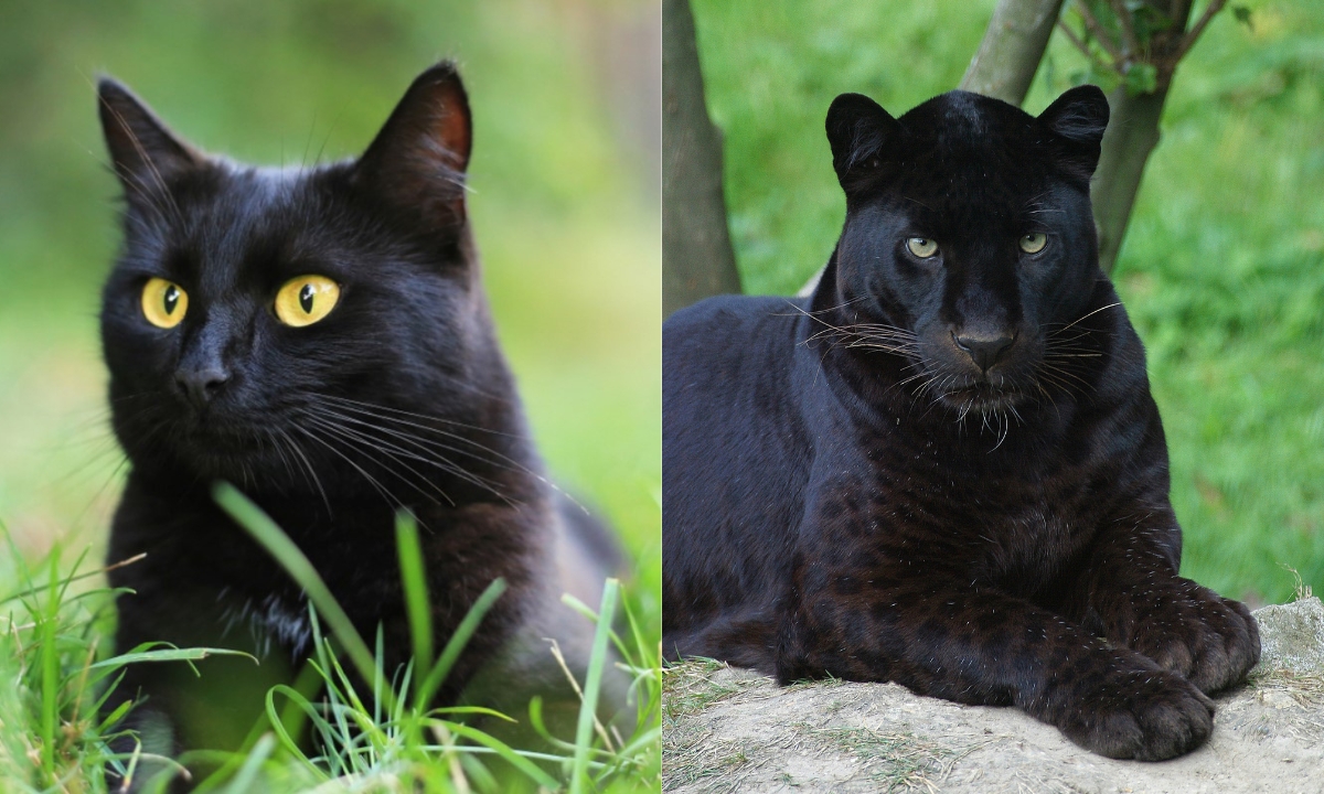 Cat%20is%20Closest%20to%20a%20Panther