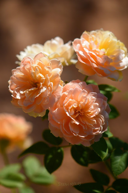 roses, rose, flowers, photography, photograph, sarah, myers, beautiful, plants, garden, summer, sunlight, flores, rosa, plantas, blumen, pink, peach, glow, nikon, smallsunnygarden, desert, garden, gardening, English, David, Austin