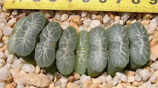 Haworthia truncata Specimen Plant