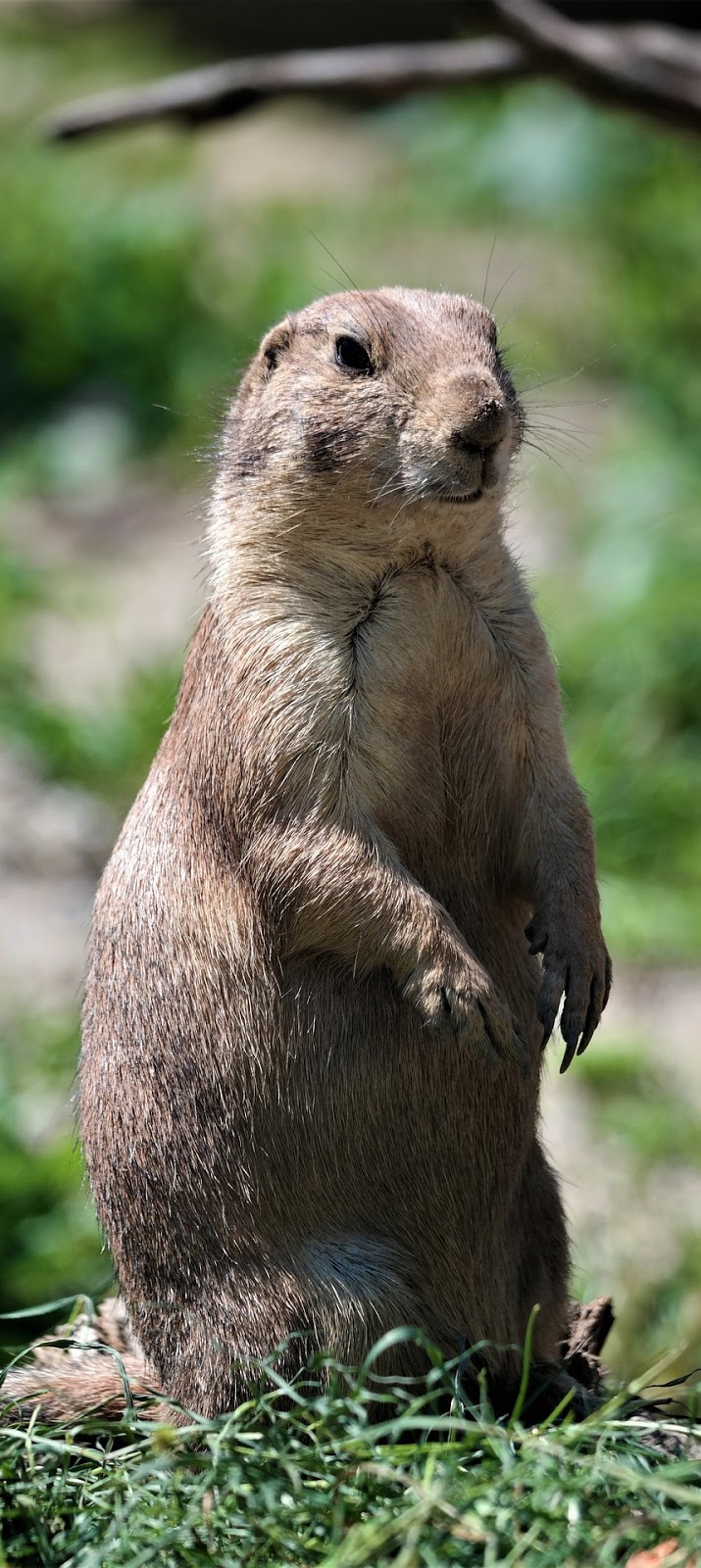 A vigilant prairie dog.