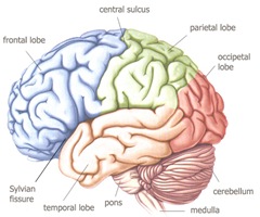 human-brain-3