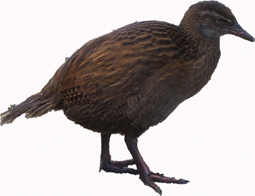 weka photo