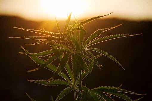 WHAT IS CANNABIS?