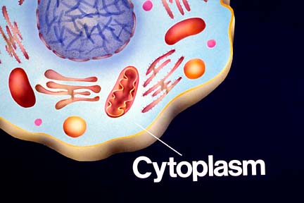 Third Grade Science: Chapter 1 Plant and Animal Cells and Functions