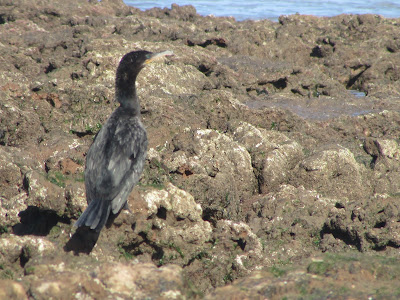 aves de la costa atlántica