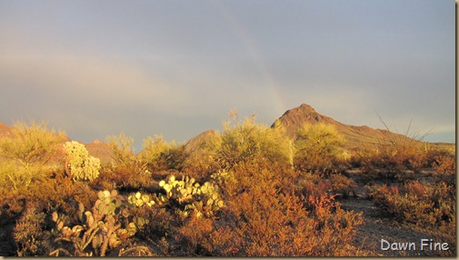 rainbow desert_019