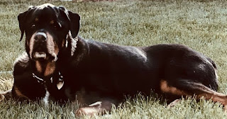 George, the rottweiler in the book #NewBook #DebutAuthor #2021Books Spotlight on New Book Debut Author Megan E. Freeman