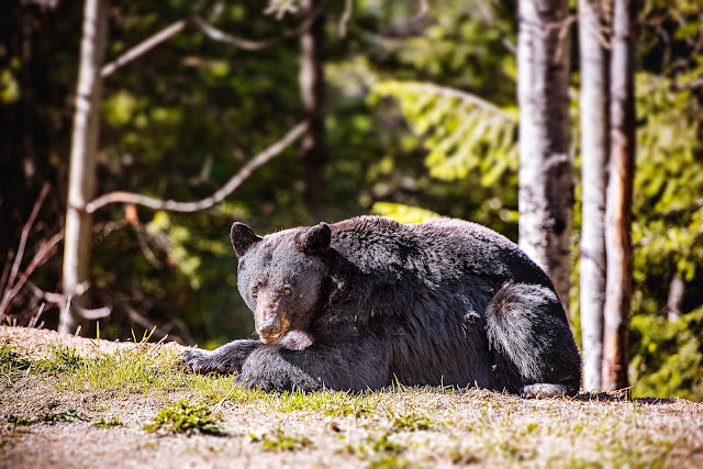 Black Bear