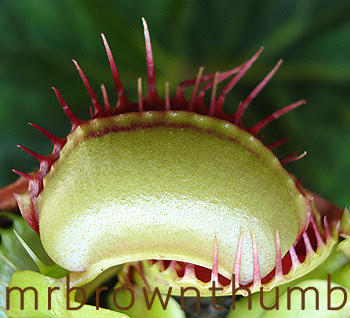 Venus Flytrap, indoor gardening, urban gardening,houseplant Venus Flytrap care