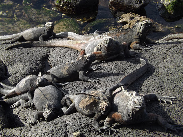 Iguanas marinas, Isla Santiago, Galápagos