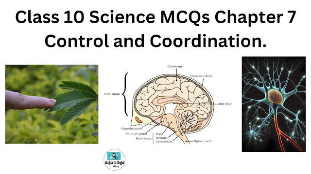 Class 10 Science MCQs Chapter 7 Control and Coordination