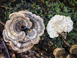 Bulk Mushroom Supplier In Mizoram
