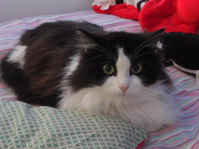 Picture of a black/white long haired cat