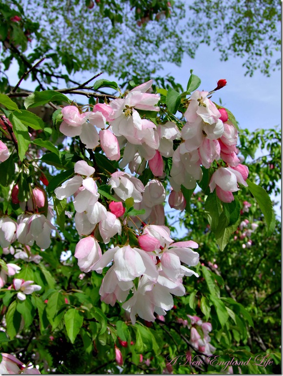 DSCF4229 b