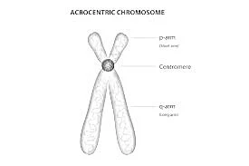 Labelled Diagram of Acrocentric Chromosome Diagram