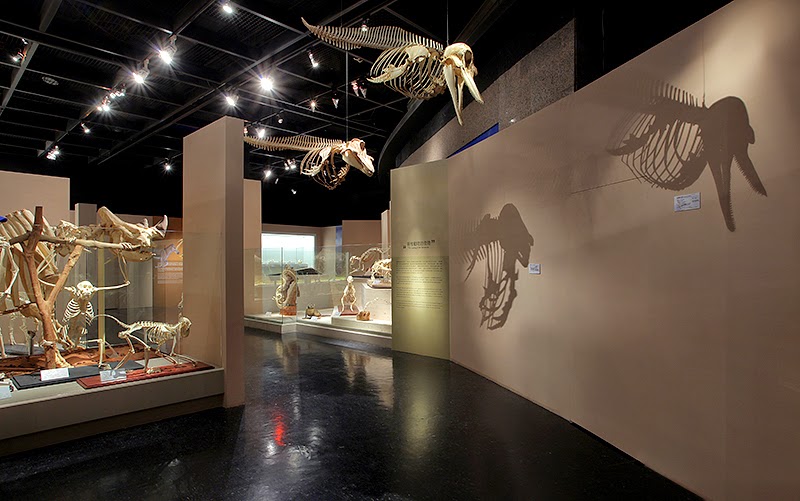 從龍到獸-大滅絕與大演化特展,展覽,麗荃室內裝修