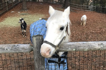 Unity Farm Sanctuary Begins